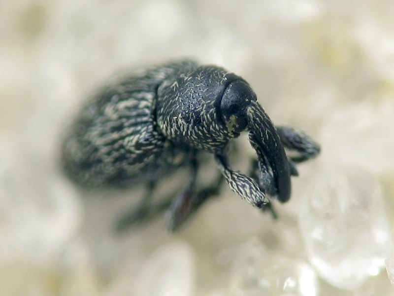 Smicronyx jungermanniae (Reich, 1797)